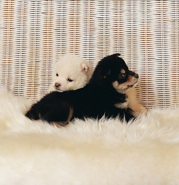 ざわざわ森ペットクリニック